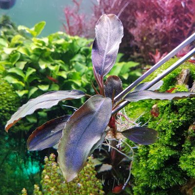 Bucephalandra Dark blue