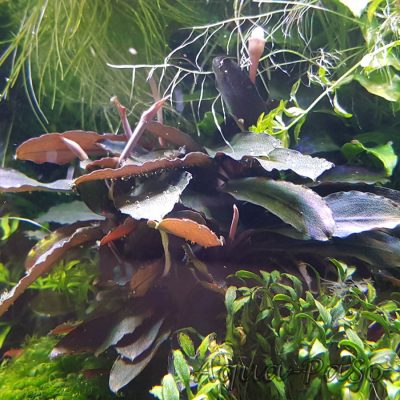 Bucephalandra Dark blue