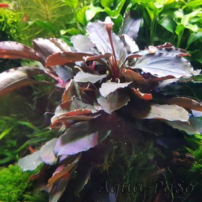 Bucephalandra Dark blue