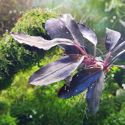 Bucephalandra Dark blue