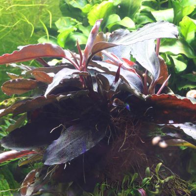 Bucephalandra Dark blue