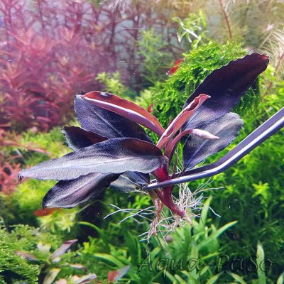 Bucephalandra Dark blue