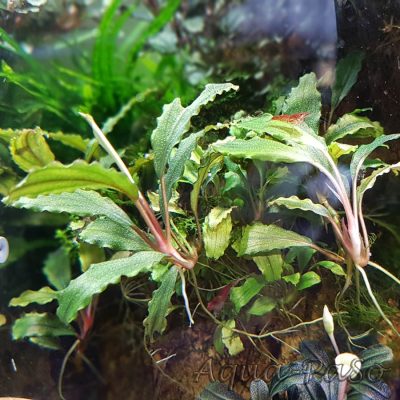 Bucephalandra Kedagang mini