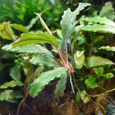 Bucephalandra Kedagang mini