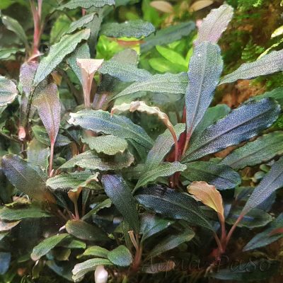 Bucephaladra Metallica