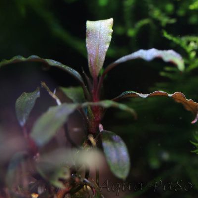 Bucephalandra Motleyana Black Purple
