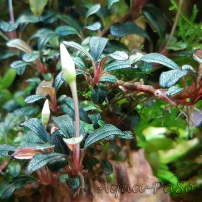 Bucephalandra Brownie Phantom