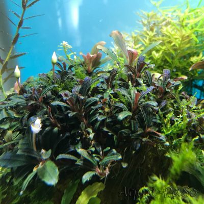 Bucephalandra Brownie Phantom mini