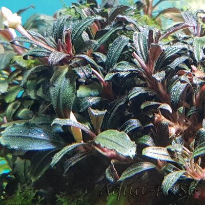 Bucephalandra Brownie Phantom mini