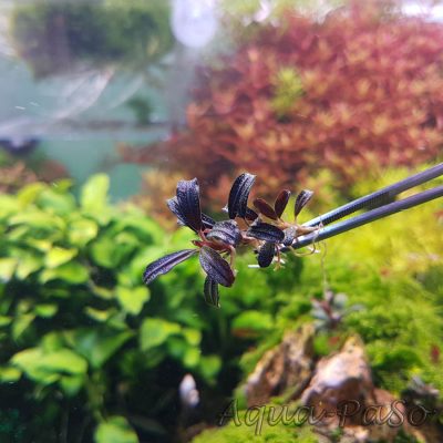 Bucephalandra Brownie Phantom mini