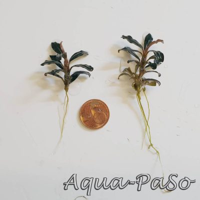 Bucephalandra Phantom Mini Beispiel