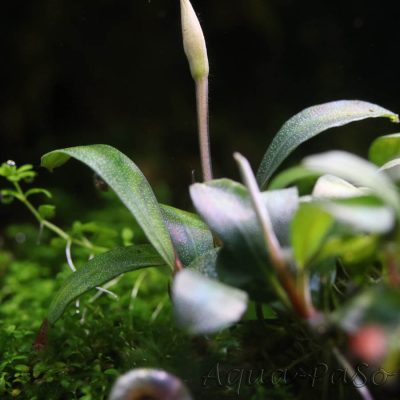 Bucephalandra Pygmaeus