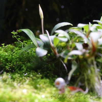 Bucephalandra Pygmaeus
