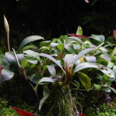 Bucephalandra Pygmaeus