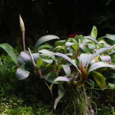 Bucephalandra Pygmaeus