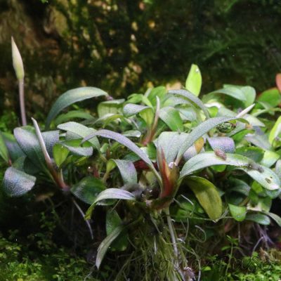 Bucephalandra Pygmaeus