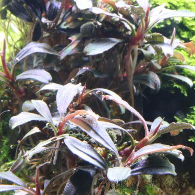 Bucephalanra Royal Blue