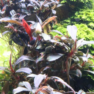 Bucephalanra Royal Blue