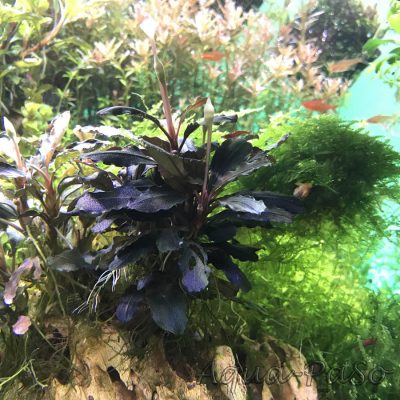 Bucephalandra Valerie