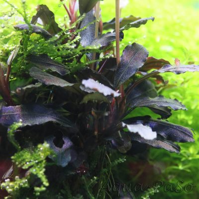 Bucephalandra Valerie