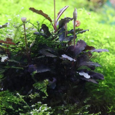 Bucephalandra Valerie