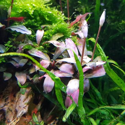 Bucephalndra motleyana braun rot