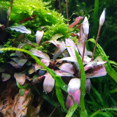 Bucephalndra motleyana braun rot