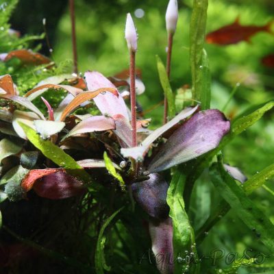 Bucephalndra motleyana braun rot