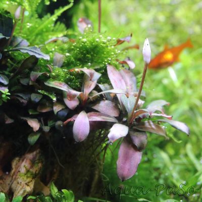 Bucephalndra motleyana braun rot