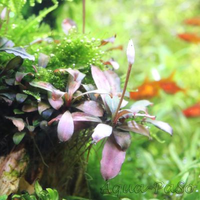 Bucephalndra motleyana braun rot