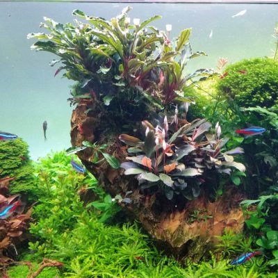 Bucephalndra motleyana braun rot