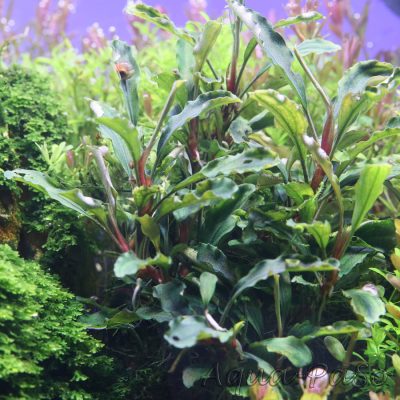 Bucephalandra sordidula melawie