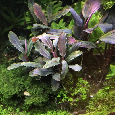 Bucephalandra sp Lamdandau Purple