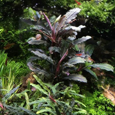 Bucephalandra sp Lamdandau Purple