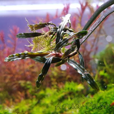 Bucephalandra sp Mini Needle Leaf