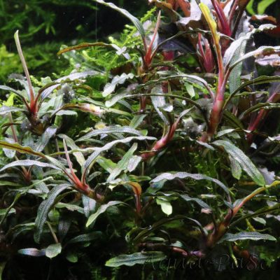 Bucephalandra sp Mini Needle Leaf