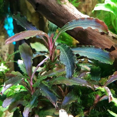 Bucephalandra Kedagang