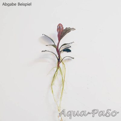 Bucephalandra Metallica