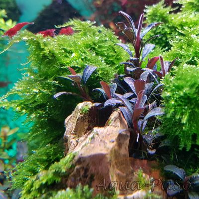 Bucephalandra Mini Coin, sp. Mini Coin