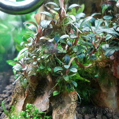 Bucephalandra Mini Coin, sp. Mini Coin
