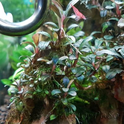 Bucephalandra Mini Coin, sp. Mini Coin