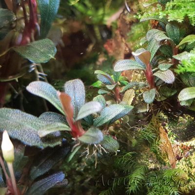 Bucephalandra Mini Coin, sp. Mini Coin