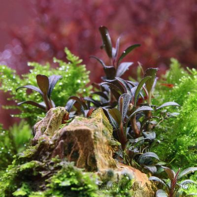 Bucephalandra Mini Coin, sp. Mini Coin