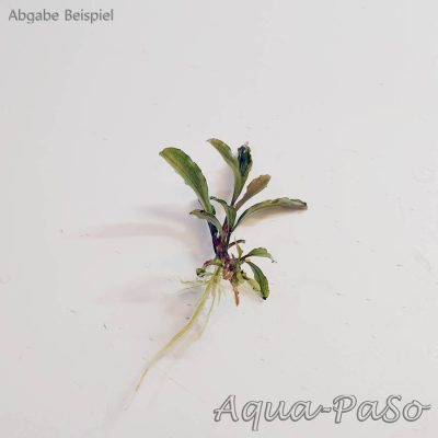 Bucephalandra sordidula melawi