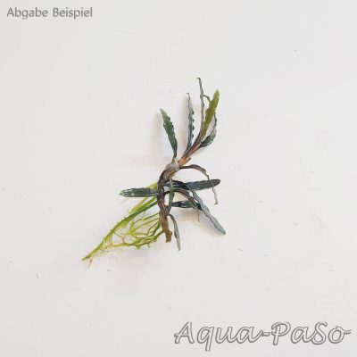 Bucephalndra sp. Mini Needle Leaf