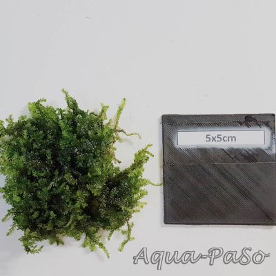 Callicostella sp. Pancuraji