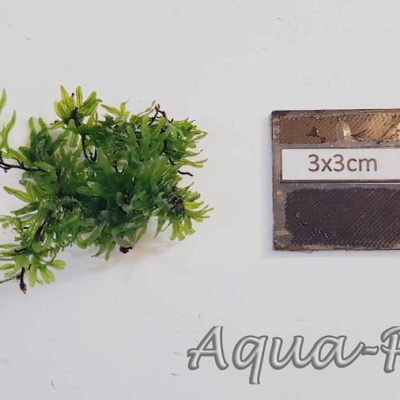 Crepidomanes cf malabaricum