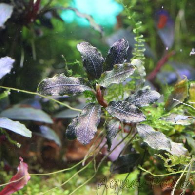 Bucephalandra Darrk green wavy