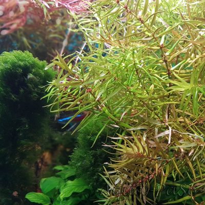 Didiplis diandra, Amerikanische Wasserhecke, Amerikanische Bachburgel