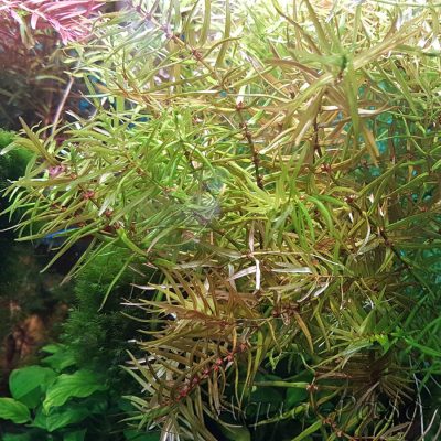 Didiplis diandra, Amerikanische Wasserhecke, Amerikanische Bachburgel